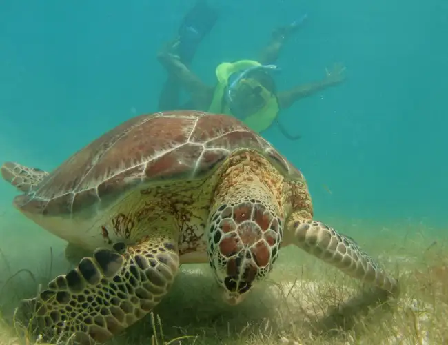 Swim with turtles at Akumal on a private Akumal excursion