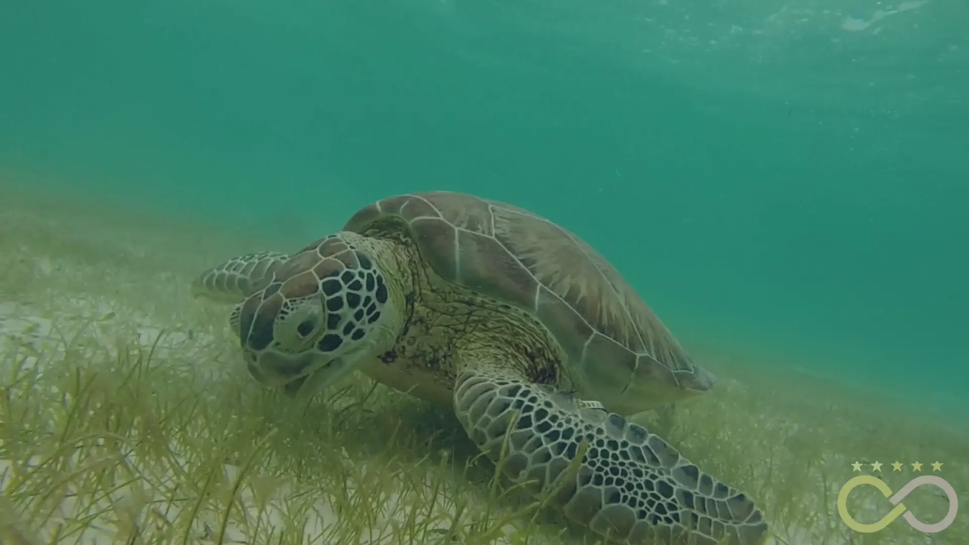 A sea turtle underwater at Akumal.